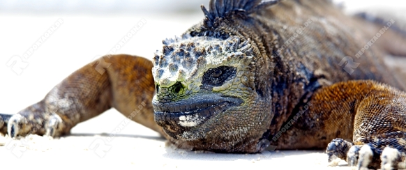 Portrait of a Marine Iguana on Galapagos